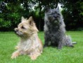 /album/galeria-de-fotos/cairn-terrier-jpg/